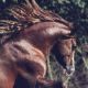 tincel_horse